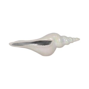 Concha Marina Alargada De Cerámica