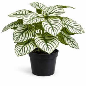 Planta artificial calathea rayada en maceta negra